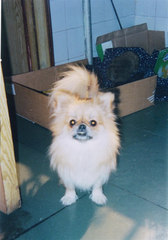 luilui