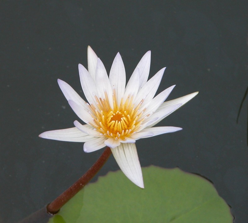 李家小虎