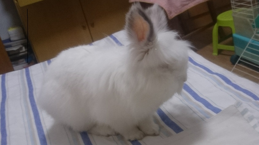 morphy