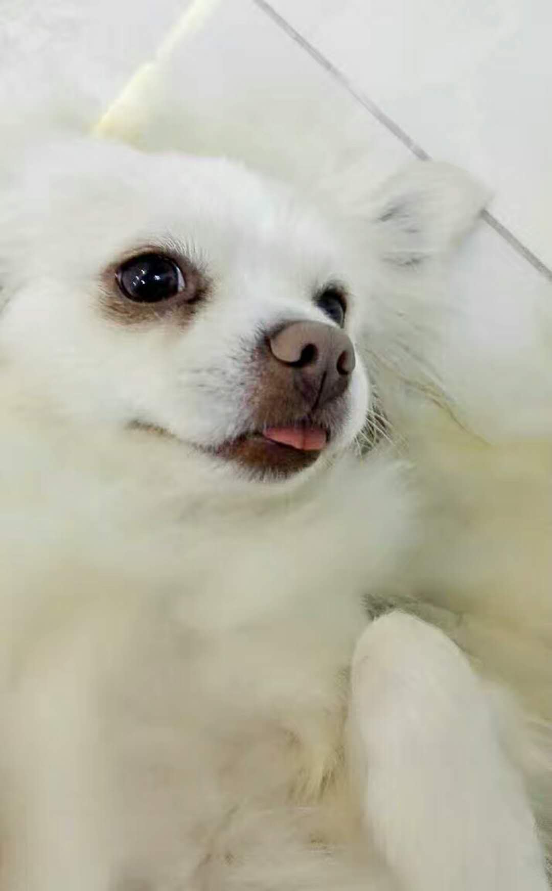 哈迪