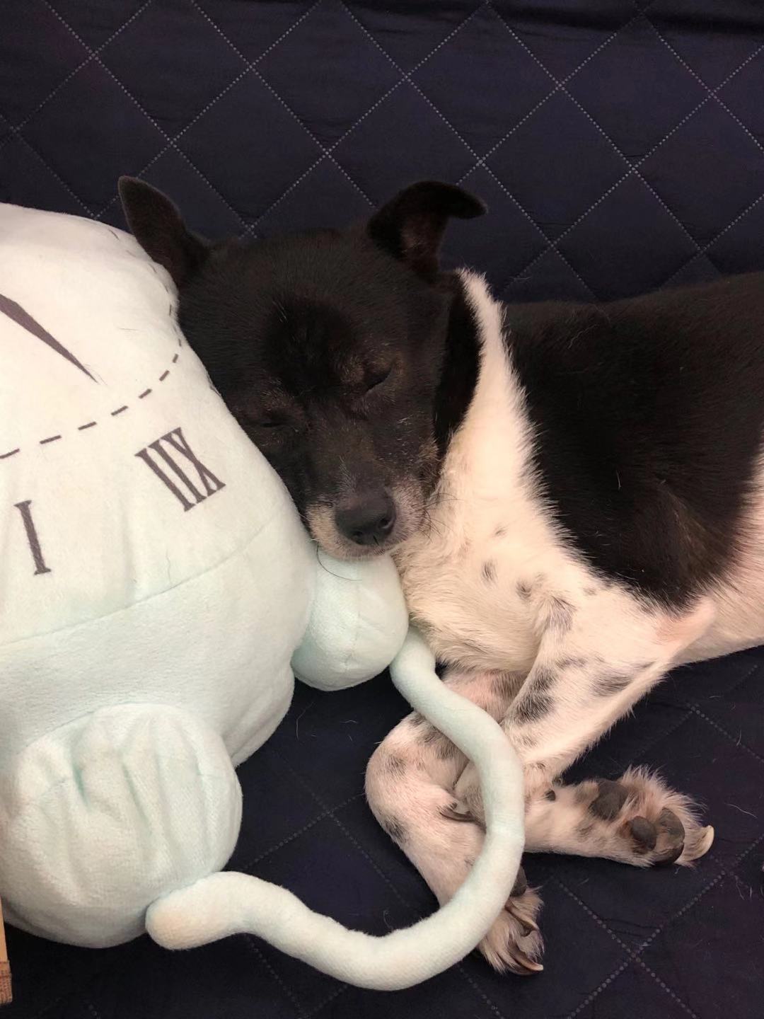 罗小黑