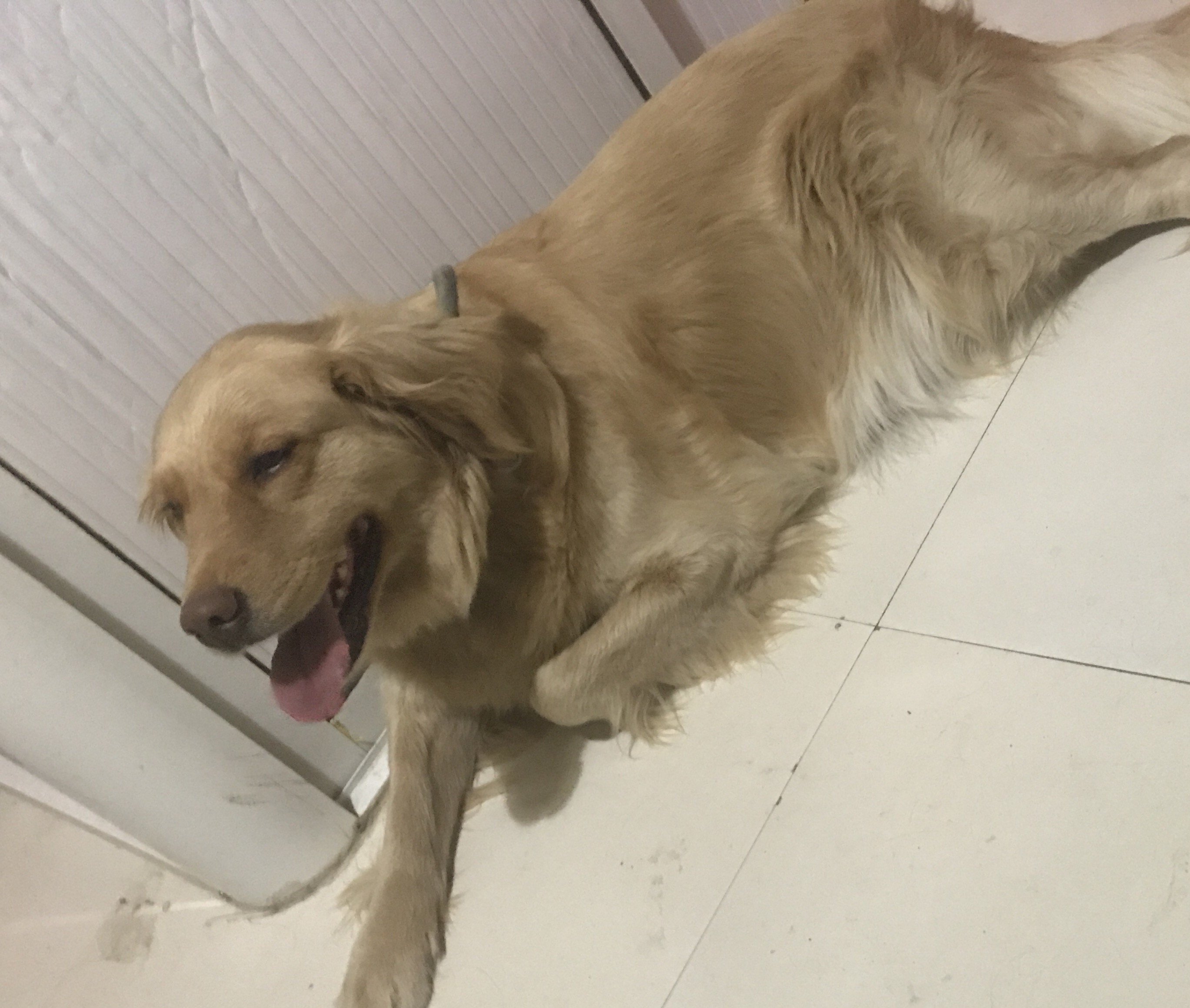 小东的哈哈