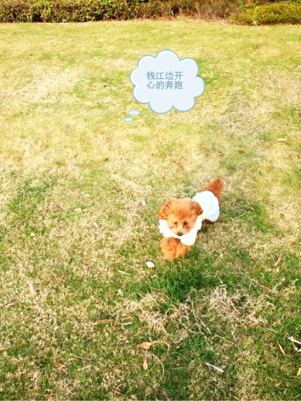 天堂公墓纪念网