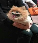扯扯