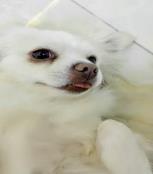 哈迪