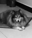 cici
