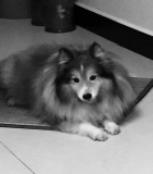 cici