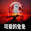 兔兔