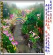 思念  祝福