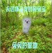 兔兔