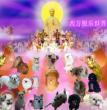 祝宝贝天堂快乐——NONO妈妈等精美之作