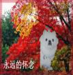 兔兔