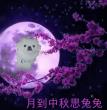 兔兔