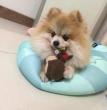 天使小不点