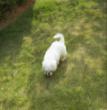 磊磊