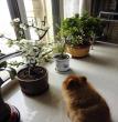 囡囡在欣赏阿婆种的花花草草