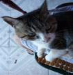 大懒猫