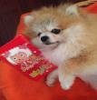 天使小不点