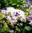 蝶花相伴