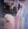 磊磊