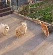 豆豆的家