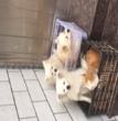 豆豆的家