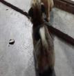 狗狗温馨