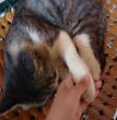 大懒猫