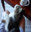 大懒猫