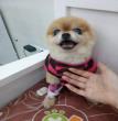 BOBO