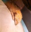 奶猫牛排