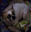 小熊