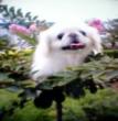 磊磊