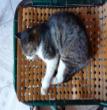 大懒猫
