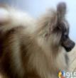 我家狗狗欢欢