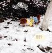 雪地上嬉戏
