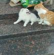 豆豆的家