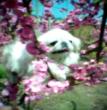 花容月貌